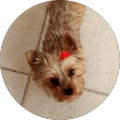 Cute Yorkshire Terrier looking up
